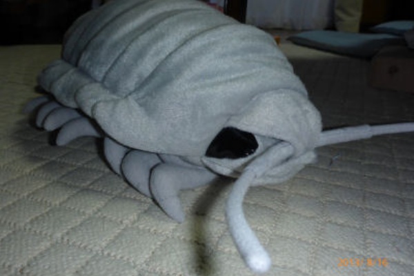 ダイオウグソクムシ 坂根弦太のdv Xa Venus日誌