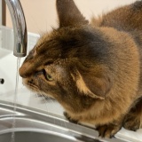  マンション管理会社「水道出しっぱなしになっていませんか？」俺「猫が飲むように常時出してますよ」⇒結果ｗ