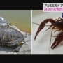 アメリカザリガニとミドリガメ、今年6月から野外放出や販売などが禁止に