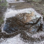 #俳句　日記俳句を楽しむ会