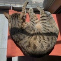 お兄ちゃんの下なら安心