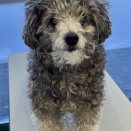 ユウちゃん　シャンプーカット