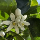 うれしい季節外れ