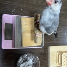 換羽、始まりました？