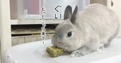 うさぎのルリ(10/31追記)