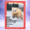 『JAF Mate』の表紙が毎号かわいすぎて悶絶