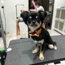 チワワ　シャンプーカットコース　くろちゃん　八王子長房店