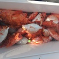釣果情報