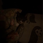 ドレミの日記　～no cat no life. I am a widow.～