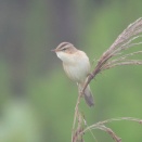 今季初のコヨシキリ’２６　Black-browed reed Warbler
