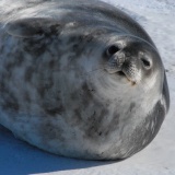 アザラシ「えっ？ワイの腹捌いて海鳥詰めて土に埋めるんですか？」