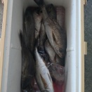 本日の釣果です！水温２６℃