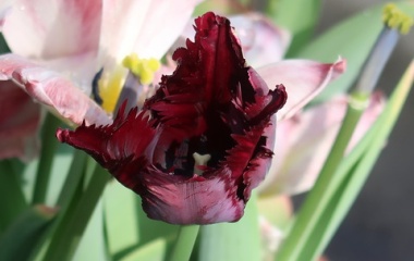 『4月の庭は花いっぱい、チューリップ水不足の結末』の画像