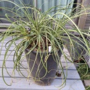 恒例のプヤ散髪