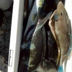 みなもと渡船のオフィシャルblog