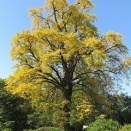 イチョウの雌株は雄株よりも早く葉を落とすようだ