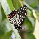 多摩川河川敷のアカボシゴマダラ　タテハチョウ 088