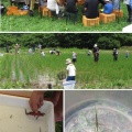田んぼの生き物観察会　7月5日