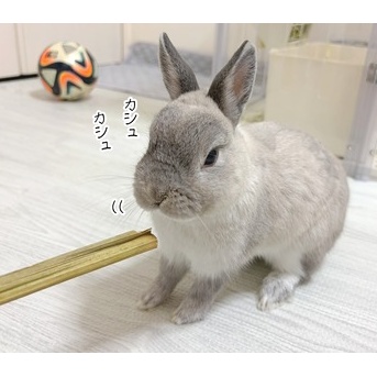 うさぎのルリ(8/24追記)