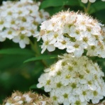 ヒロシマの視線