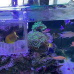 猫吉の海水魚日記