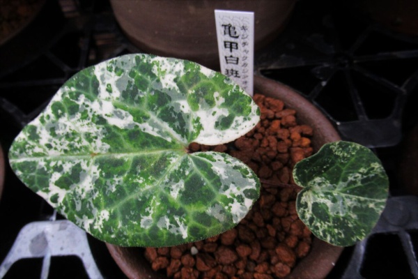 斑入り カンアオイ タマノカンアオイ紅牡丹(べにぼたん) 観葉植物