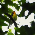 2025年9月27日の野鳥公園
