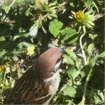 庭の生き物を愛でてます・台所で生き物を育ててます