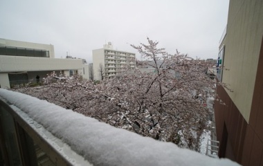 『LAOWA15mmF4によるたまプラーザ桜と雪景色　2020/04/03』の画像
