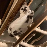『Muddy Cat 定期便 7/5〜7/9』の画像