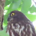 蔵出し画像2026鑁阿寺のアオバズク5🦉📸（足利市）