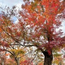お茶会や落語会も！越路地区朝日にある紅葉スポット『もみじ園』で『越路もみじまつり』開催！11月1日〜11月24日。