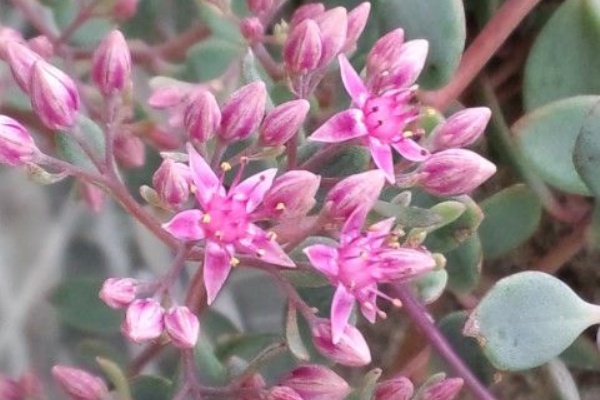 その日 都会の空の下では 多肉植物画像