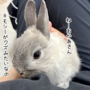 うさぎのルリ(1/29追記)