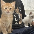 金色の子猫と銀色の子猫　20260509