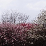 『安行中毒者は、雨が降っても・・・』の画像