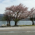 桜散る山中湖から石垣島への社員研修へ行きました