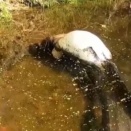 デカい何かを丸呑みしたデカい魚を発見。口内を覗き込むとビーバーが……