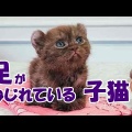 「決して諦めなかった」虐待の末に片目を失ったとされる猫、懸命な回復ぶりに反響