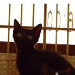 行橋猫カフェ＆動物病院ブログ
