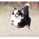 1-8-2　林　福ちゃん　4歳