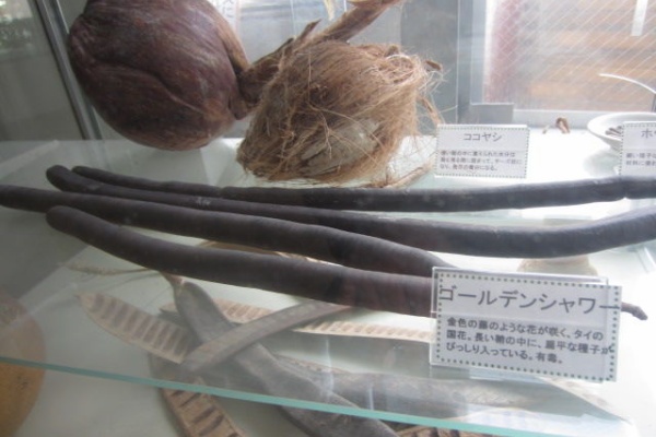 東京刺激クラブ 食虫植物