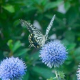 夏の生き物係
