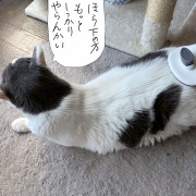 お盆で姉を連れに　そして　姉の家の猫３+１