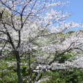お花見へ行ってきました(幸神生活介護)