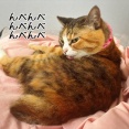 猫さまの幸せと健康は毛に出る。