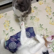 仲良しだからじゃれ合える2匹と「たまごの家」の卵