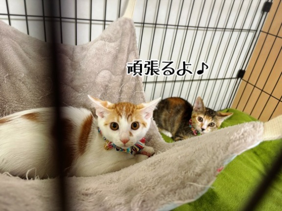 権現、西蓮のお届けでした♪