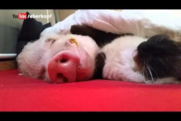 癒される可愛い犬ねこの画話をまとめてみましたi Compiled An Image Talk Of The Healed Cute Dog Cat 動物