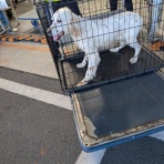 GUNDOG RESCUE CACI 活動ブログ